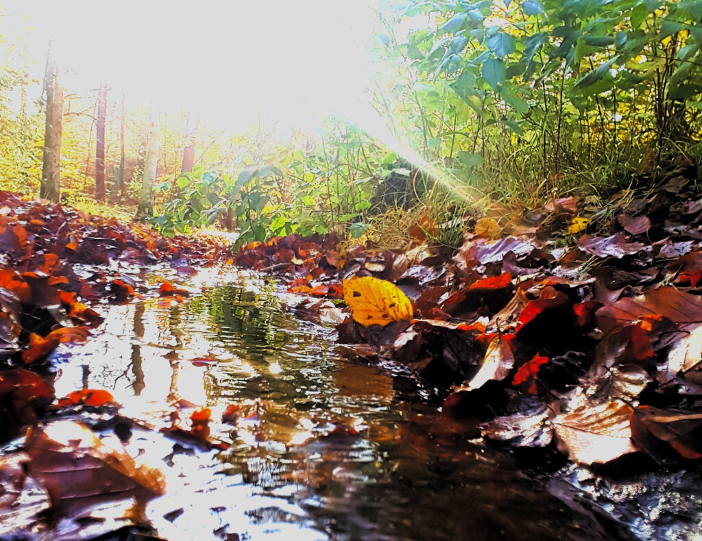 Färgfoto. Vatten, bäck, med höstlöv . Skog och sol.