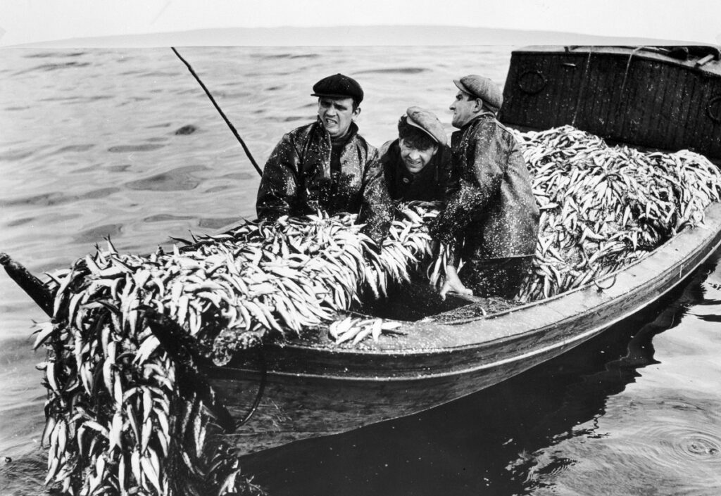 Svartvit bild av tre fiskare som drar upp ett strömmingsnät i en båt