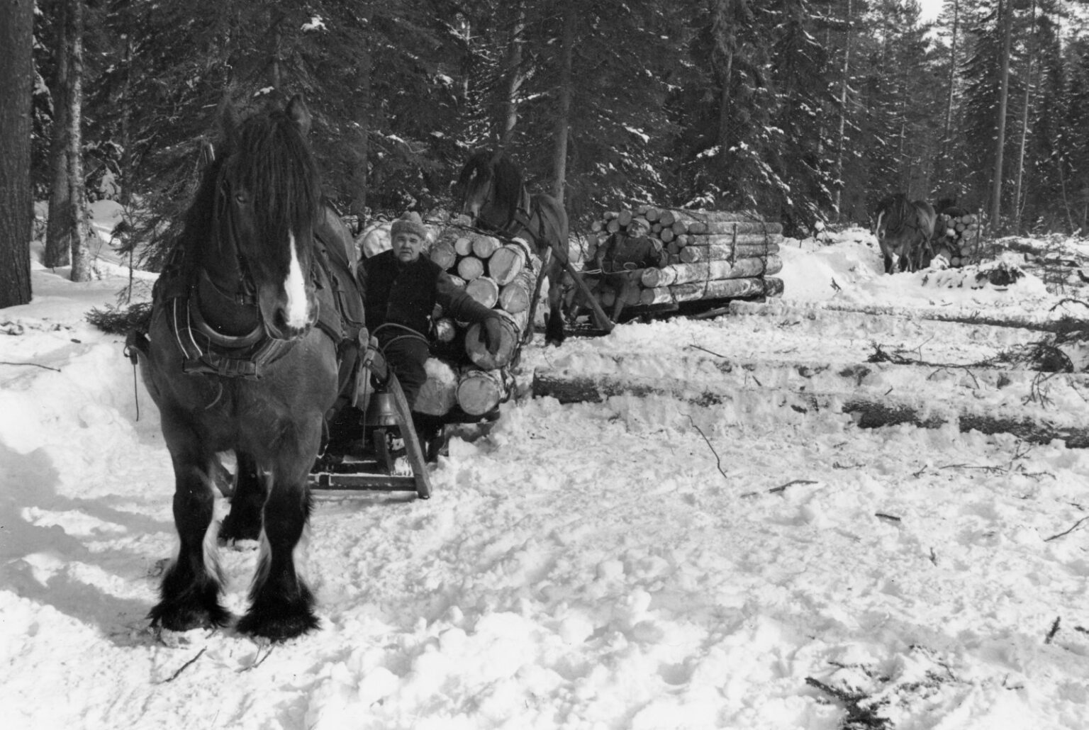 Ett svartvitt fotografi på arbetshästar som drar timmer i en vinterskog.
