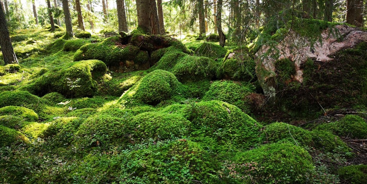 En mossbeklädd kuperad mark i en skog.
